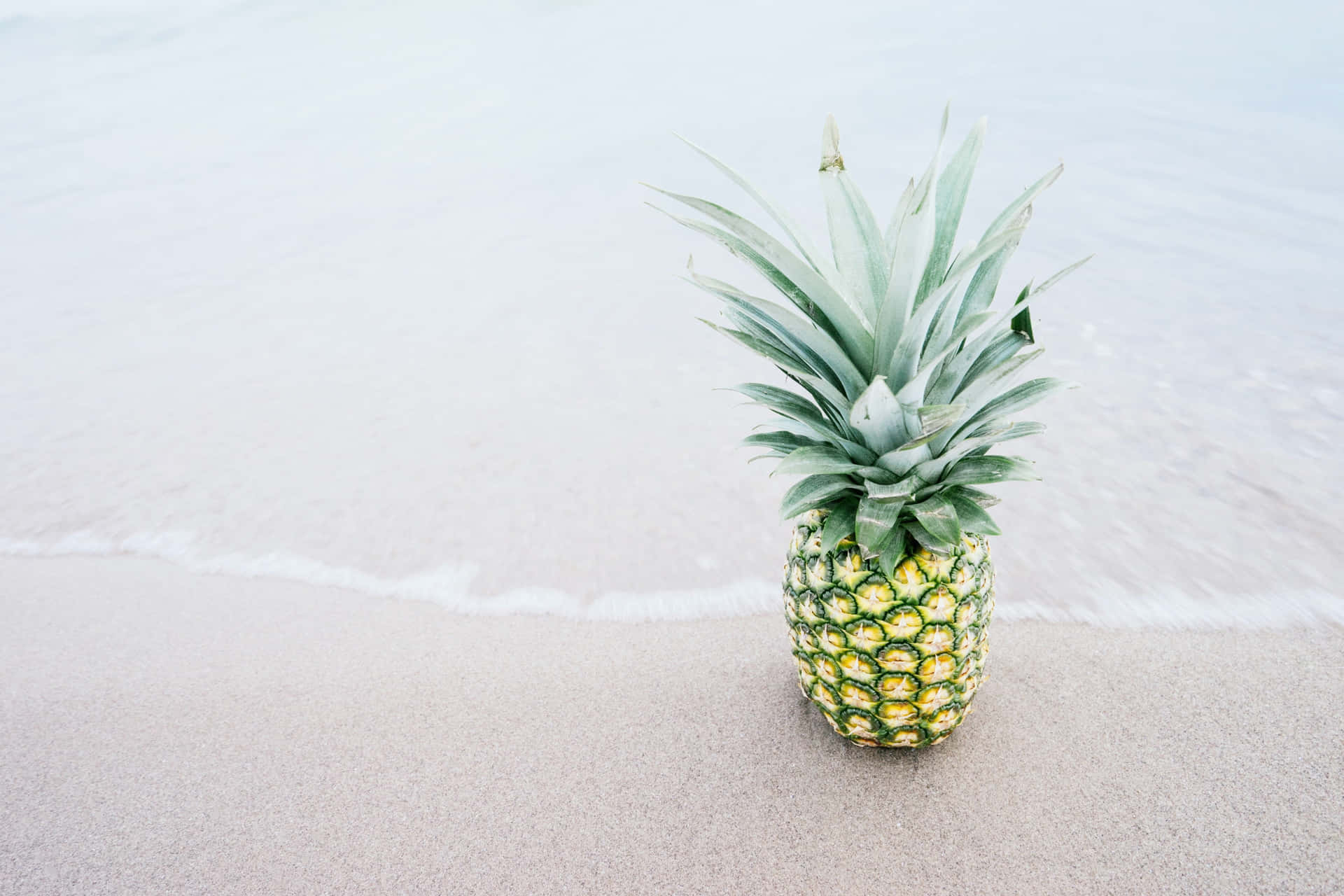 Pineapple Plant Beach Shore Photography Picture