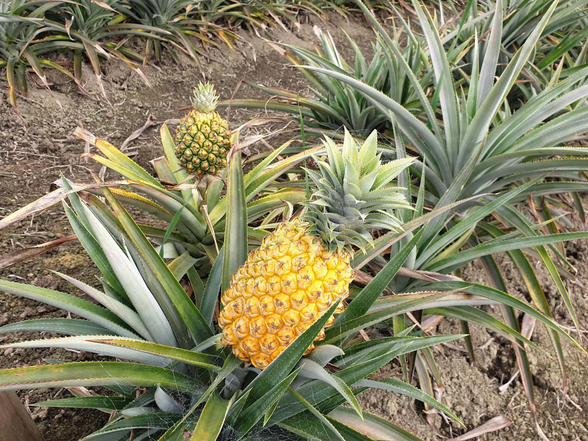 A Lush Pineapple Plant Amidst Tropical Foliage