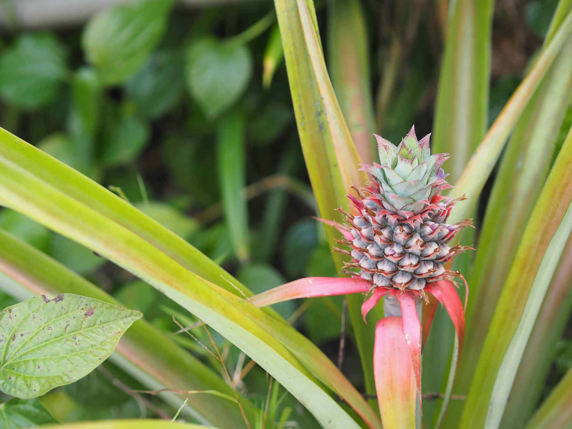 "Lush Pineapple Plant in Full Bloom"