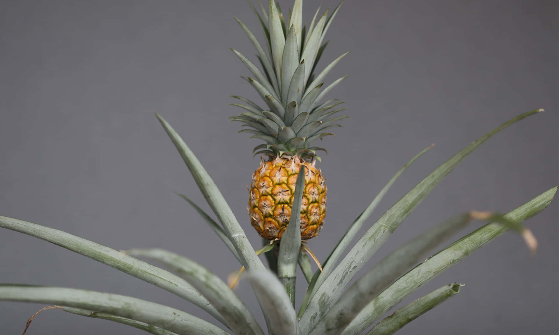Yellow Pineapple Plant Fruit Photography Picture