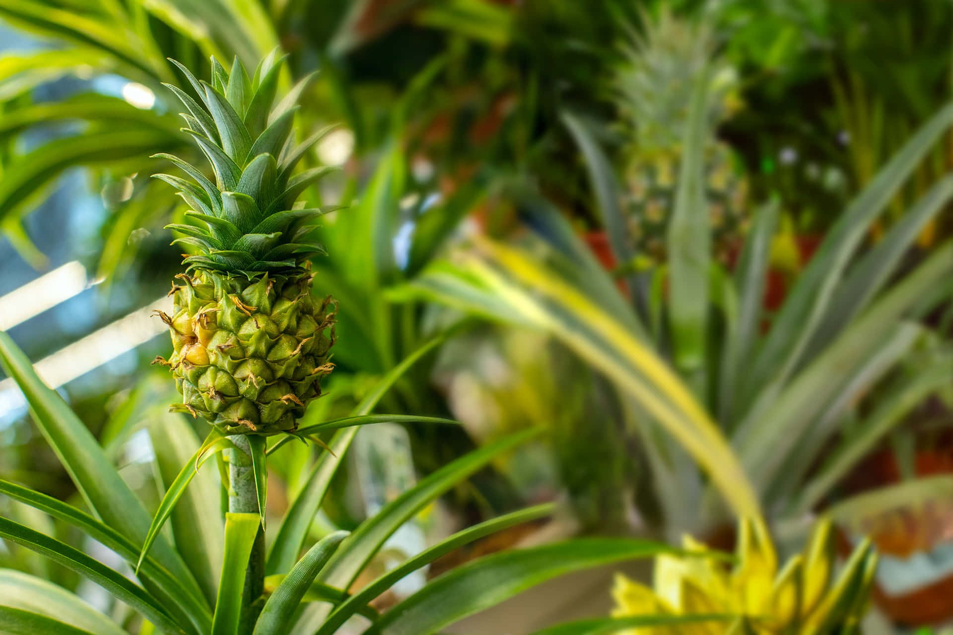 Small Pineapple Plant Fruit Photography Picture