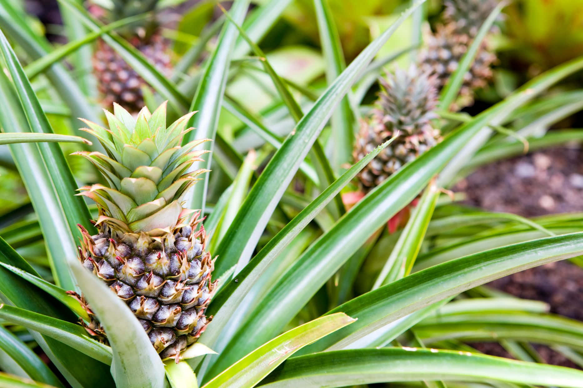 Pineapple Plant Fruit Season Photography Picture