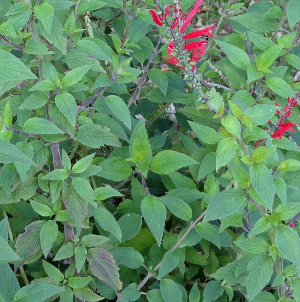 Plantade Salvia De Piña Fondo de pantalla