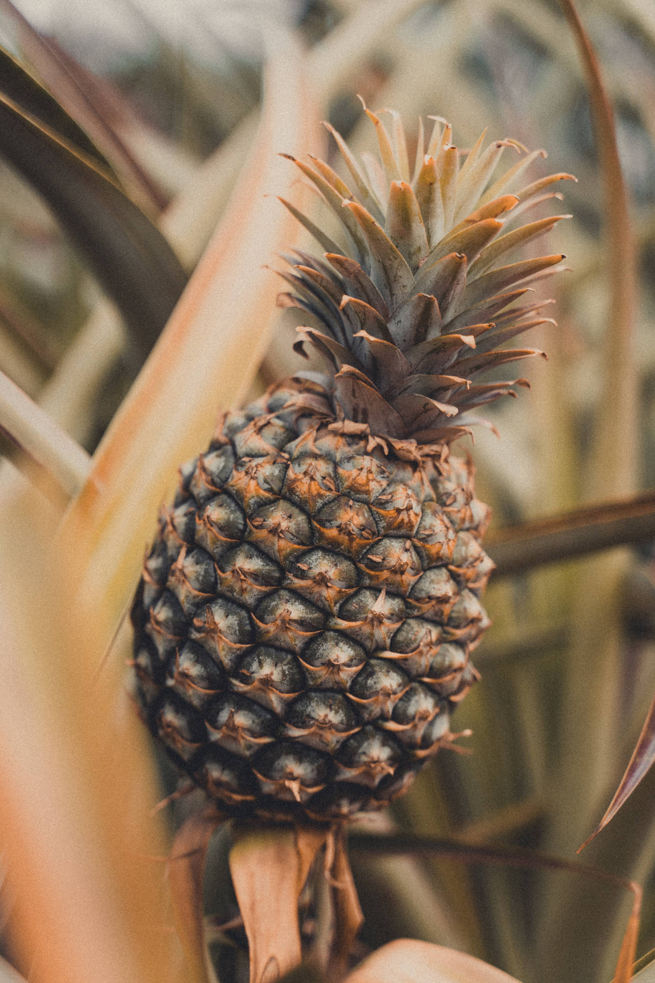 "A ripe pineapple in the tropics" Wallpaper