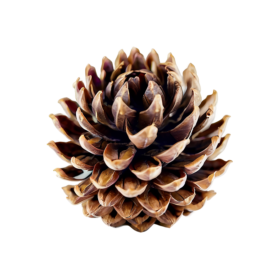 Pinecone Close-up Texture Png Baq98 PNG