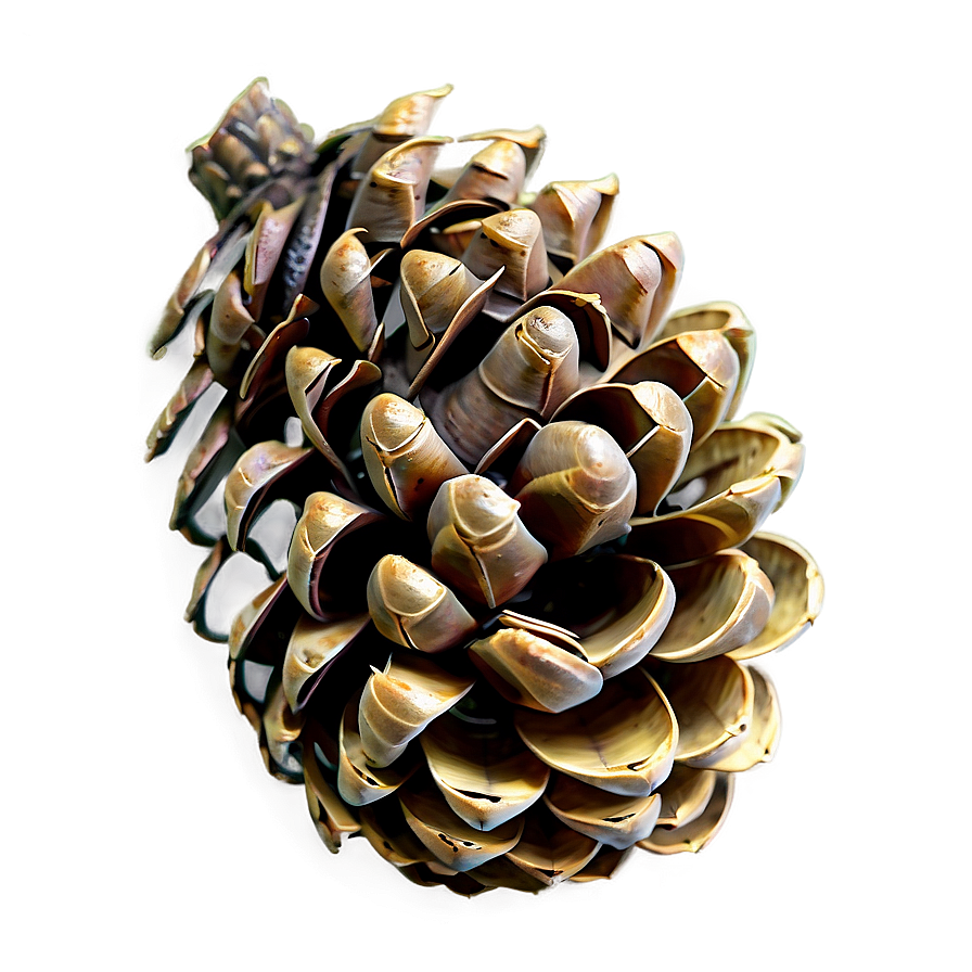 Pinecone In Wild Forest Png 29 PNG