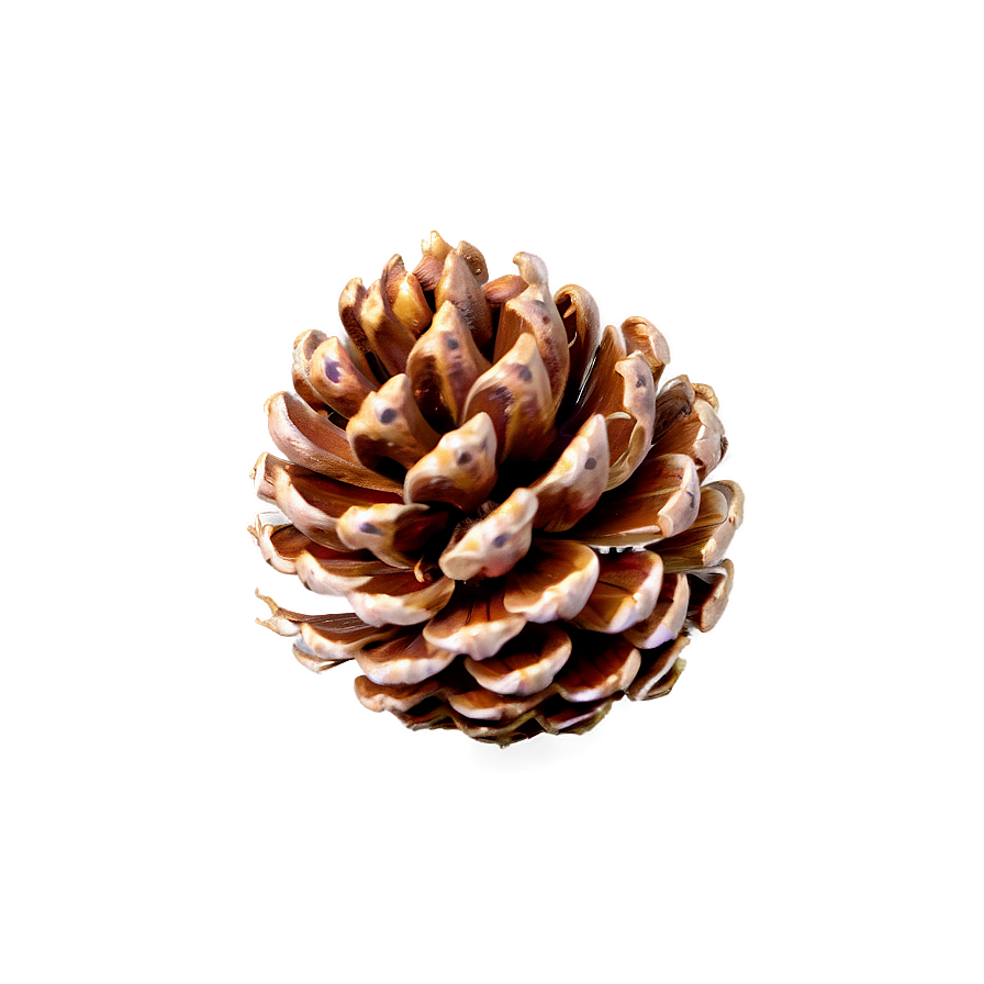 Pinecone On Wooden Surface Png 06132024 PNG