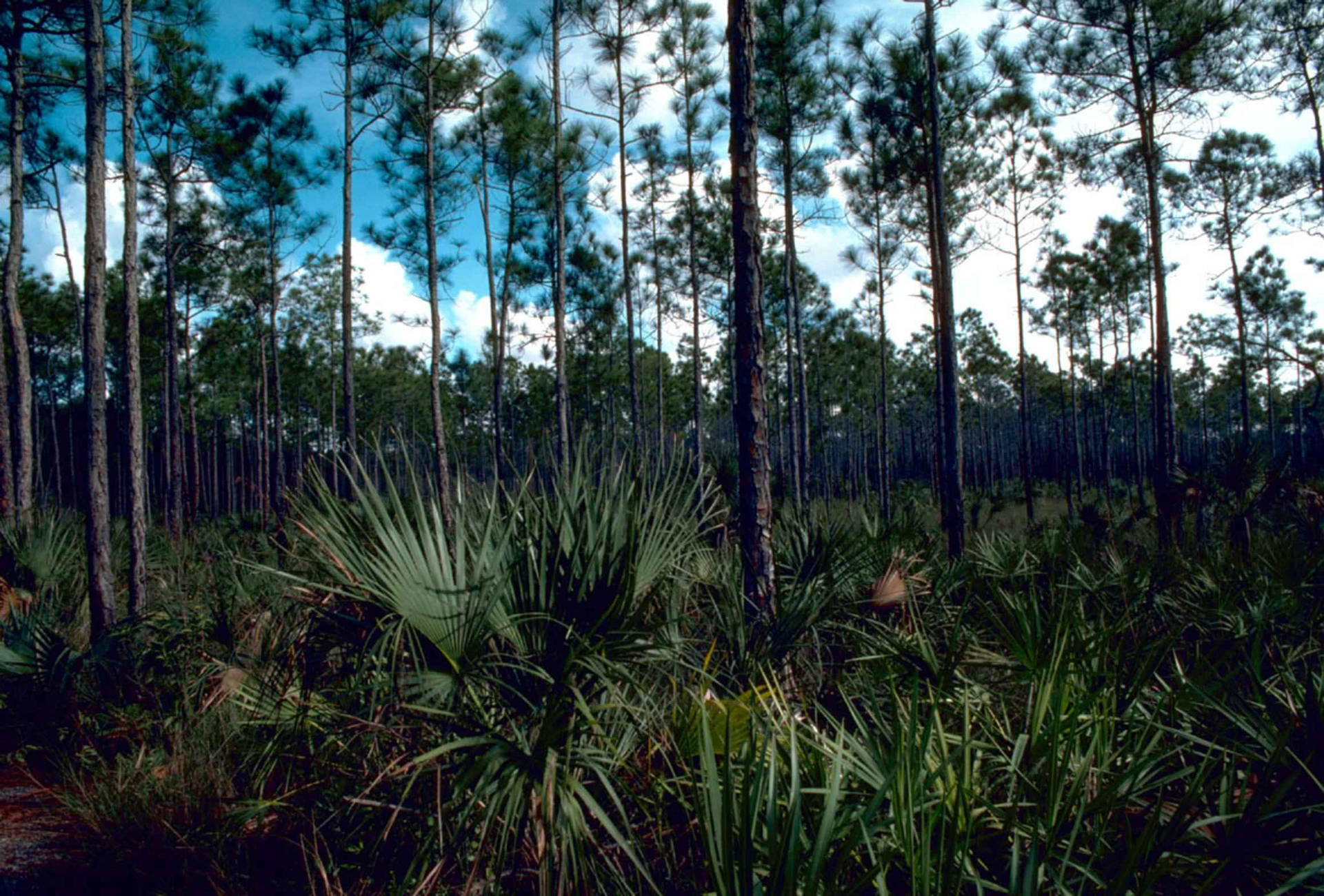 Pinelands At Everglades National Park Wallpaper