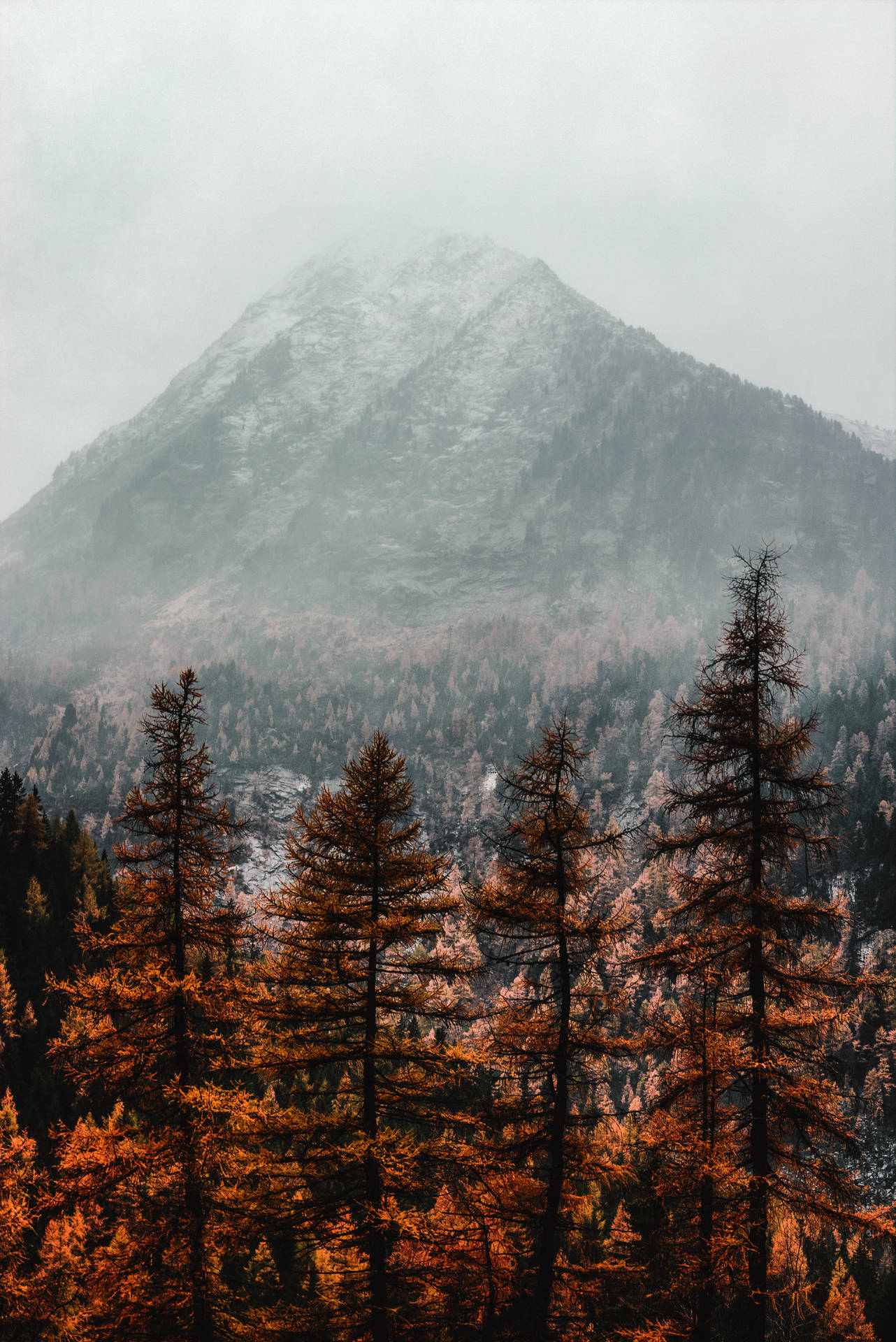 Pines And Mountain Fall