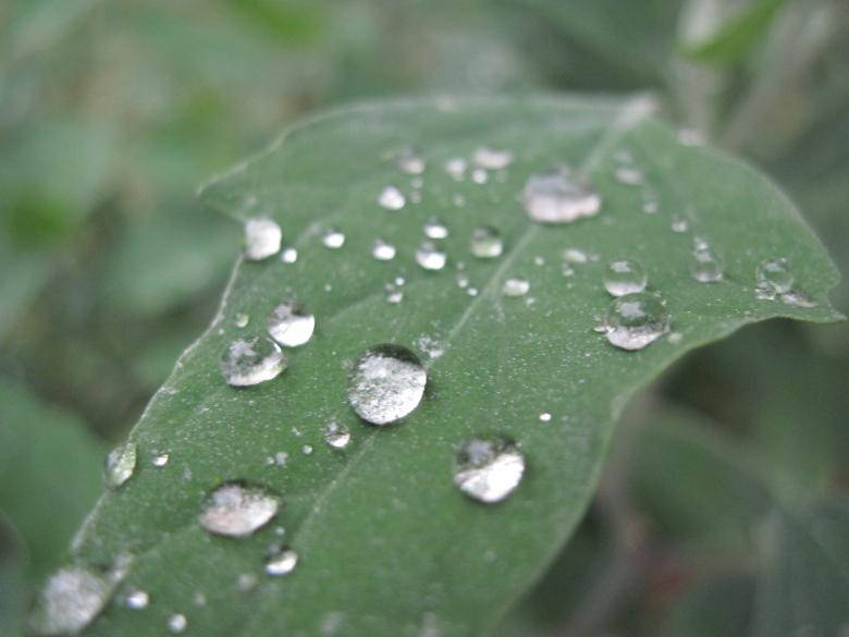 Pingos De Chuva De Folhas Verdes A Chuva Mais Bonita Papel de Parede