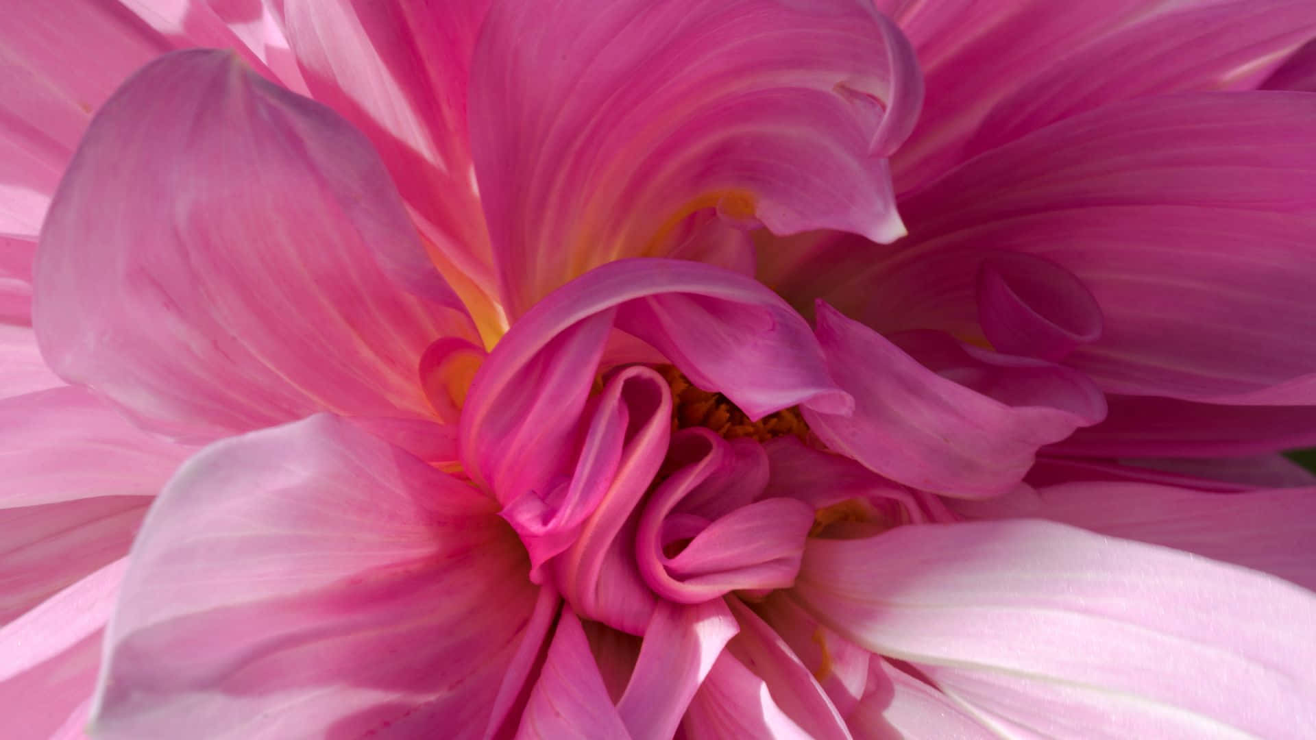 Arteabstracto Vibrante En Color Rosa. Fondo de pantalla