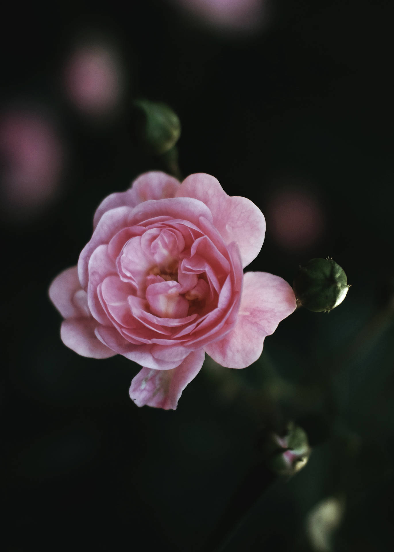 Pink Æstetisk Blomst Nærbillede Wallpaper