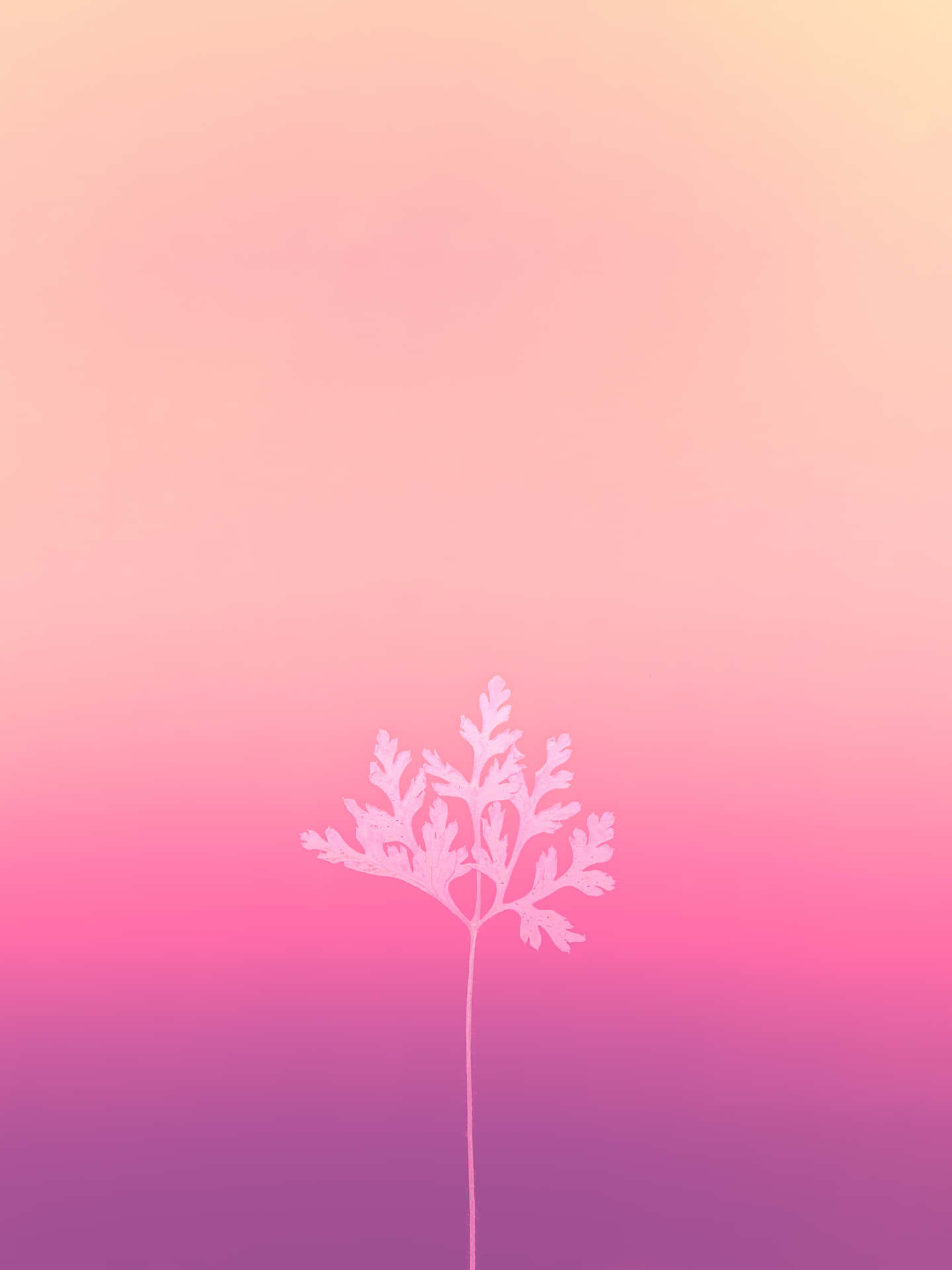 Peach And Pink Aesthetic Gradient Background