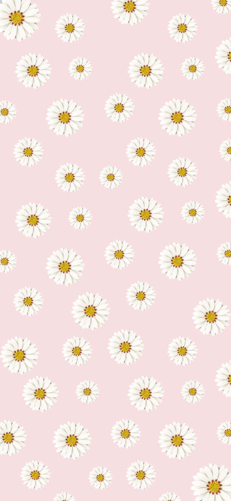 Daisy Pattern Design Pink Aesthetic Background