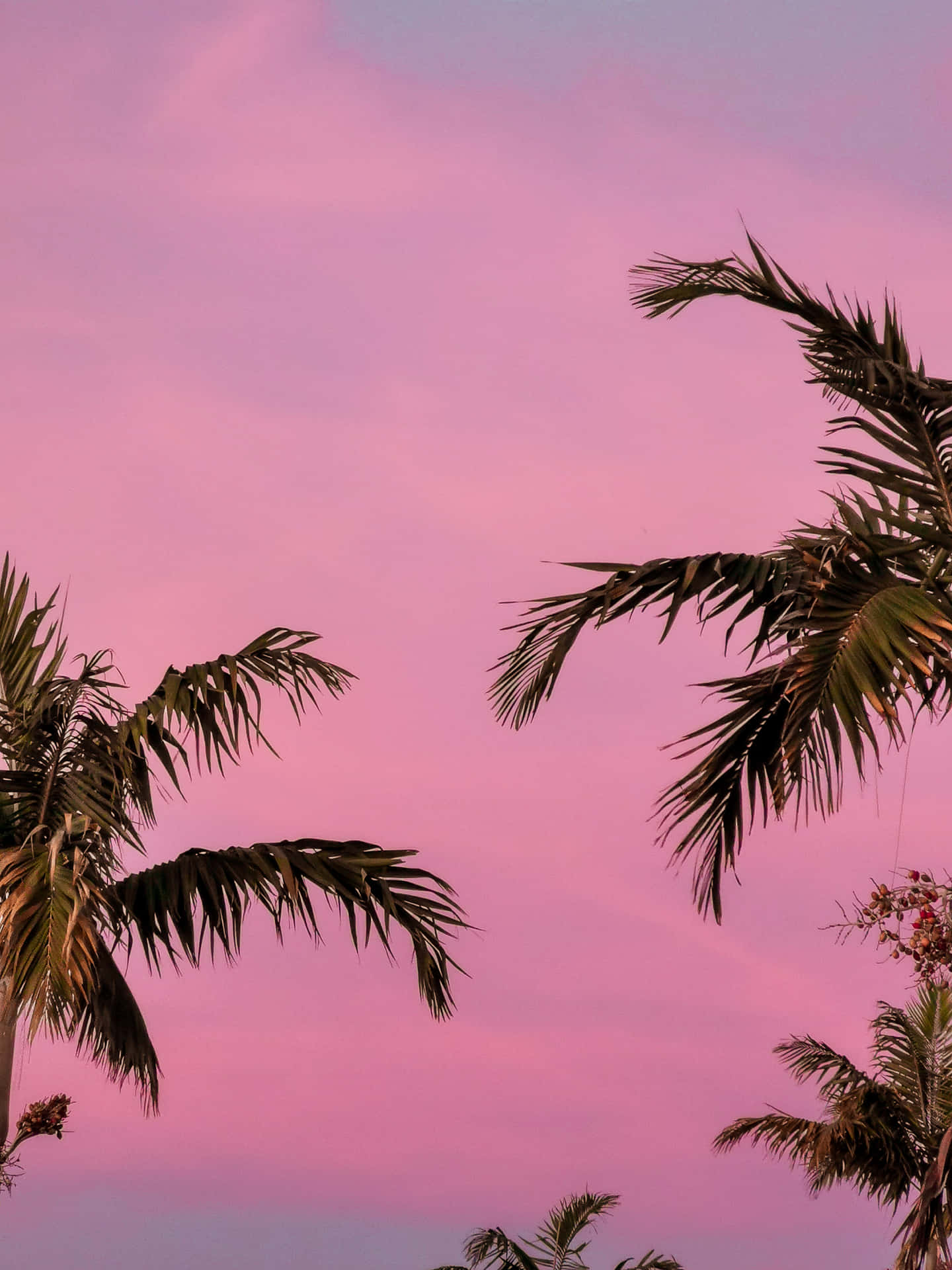 Solnedgang Palme Træer Rosa Æstetisk Baggrund Billeder