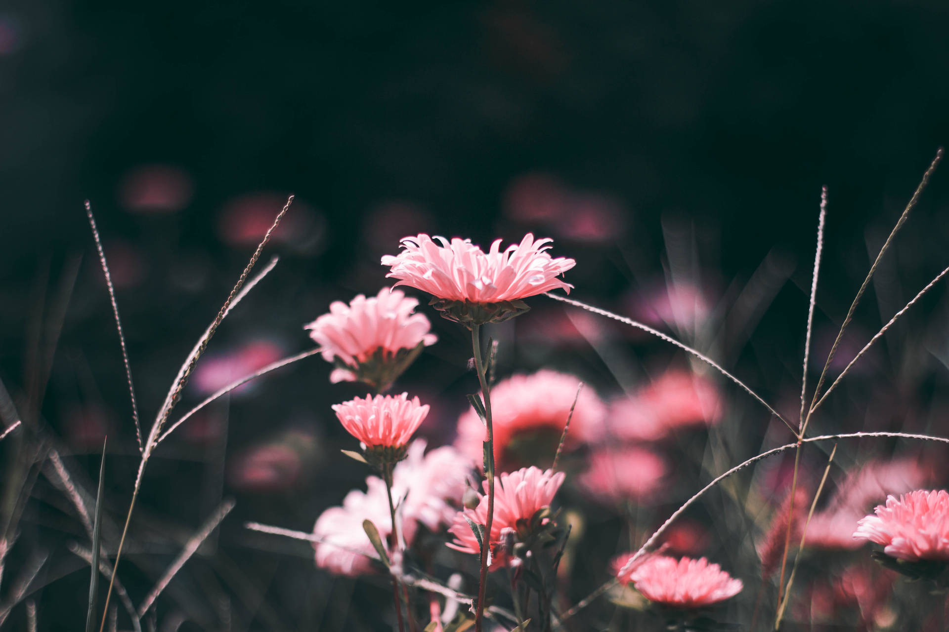 Amazing Floral iPhone Wallpapers on WallpaperDog