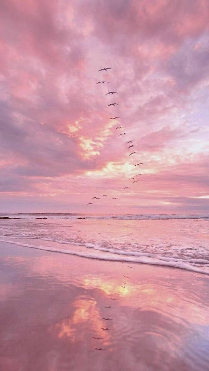 Pink Aesthetic Ocean With Birds