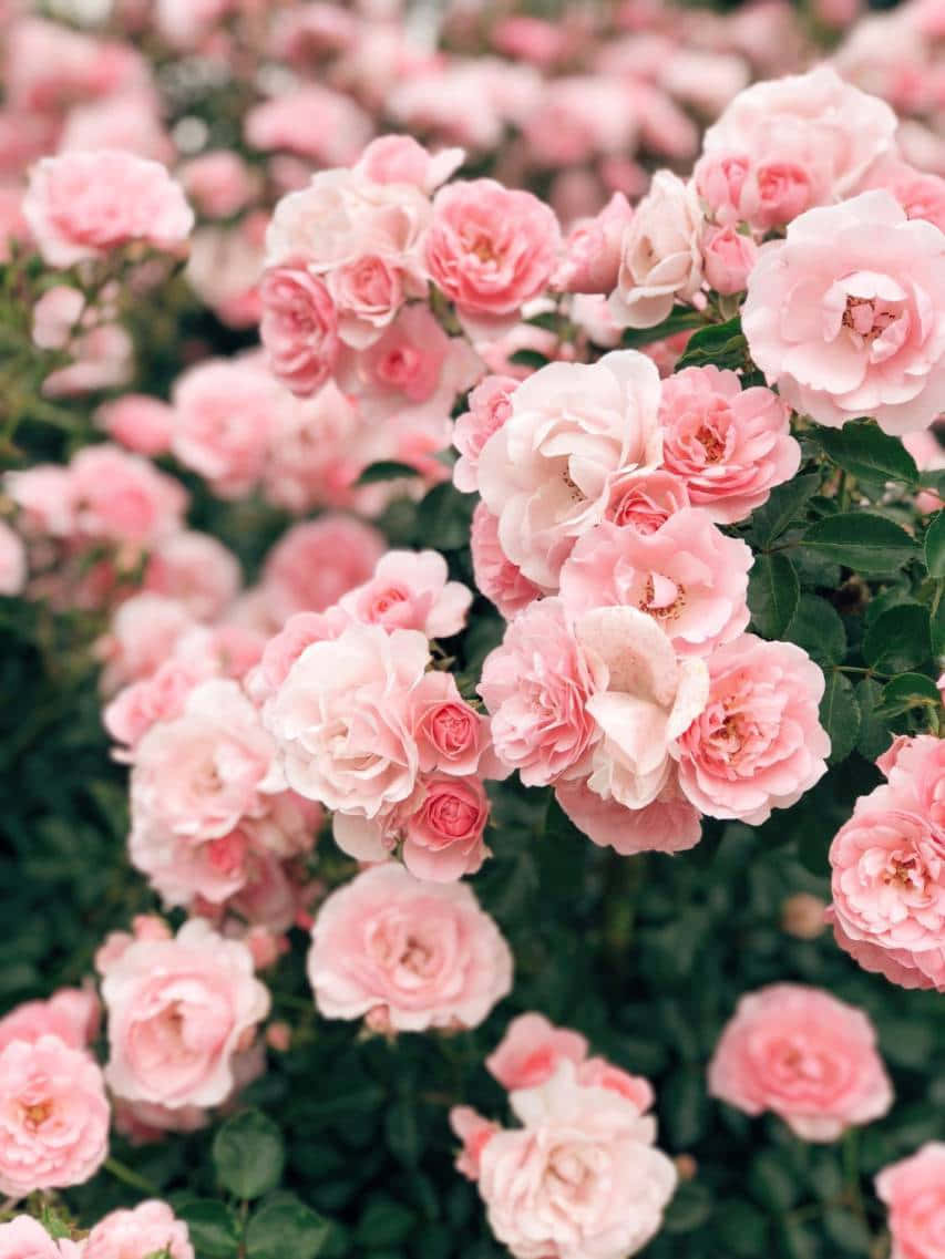 Rosa Æstetisk Roser Plant Billede Tapet