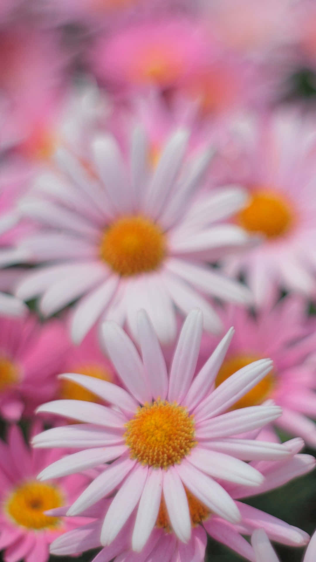 Lyserød Aesthetic Daisy Blomster Billede Desktop Tapet