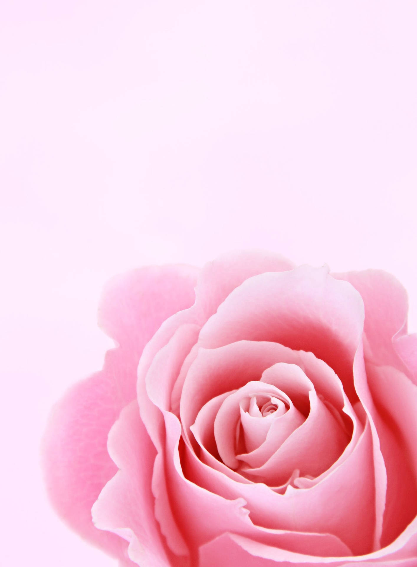 Pink Aesthetic Rose Iphone Wallpaper