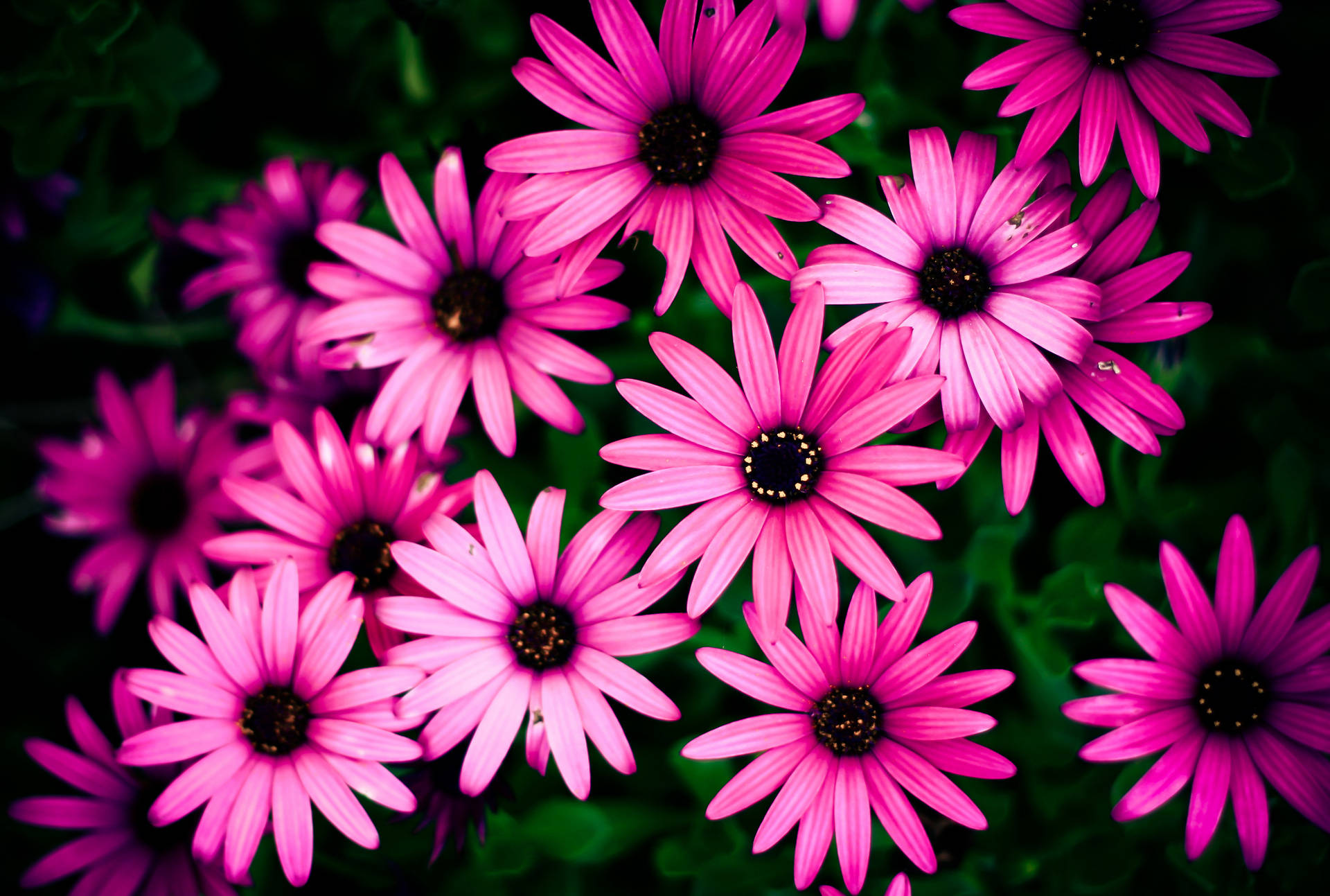 Blooming Pink African Daisy Flowers Wallpaper