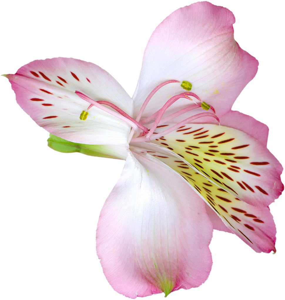 Pink Alstroemeria Flower PNG