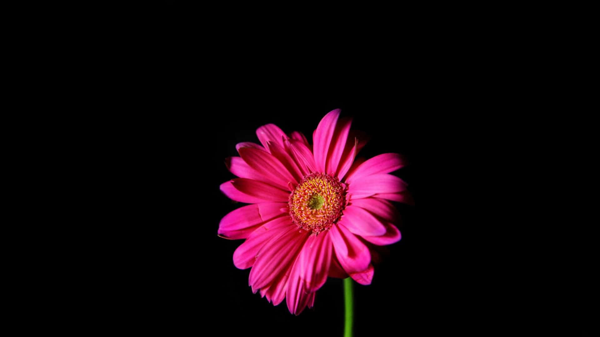 Gerbera Flower Macro Photography Pink And Black Background