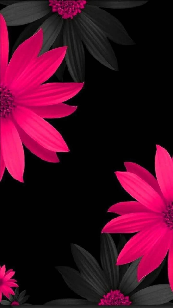 Pink And Black Blooming Flowers Themes Wallpaper