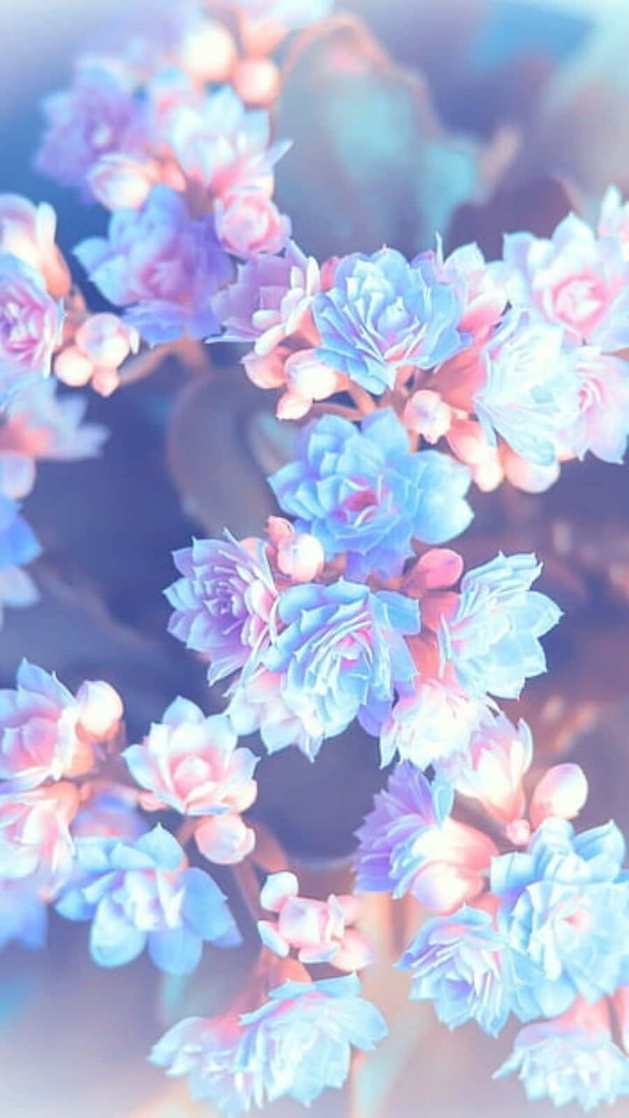 En blå og pink blomst er i baggrunden Wallpaper