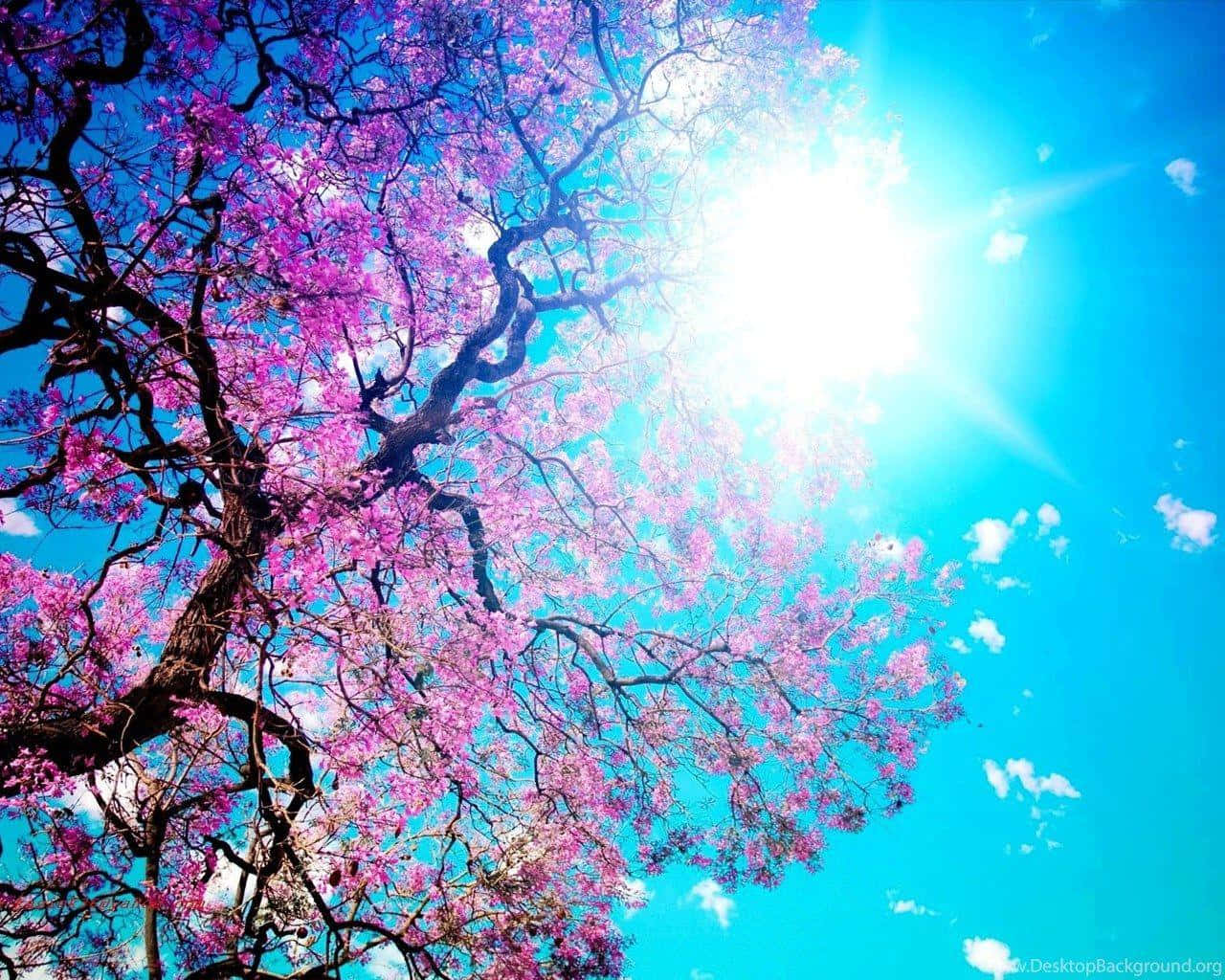 Ettræ Med Lyserøde Blomster På Himlen.