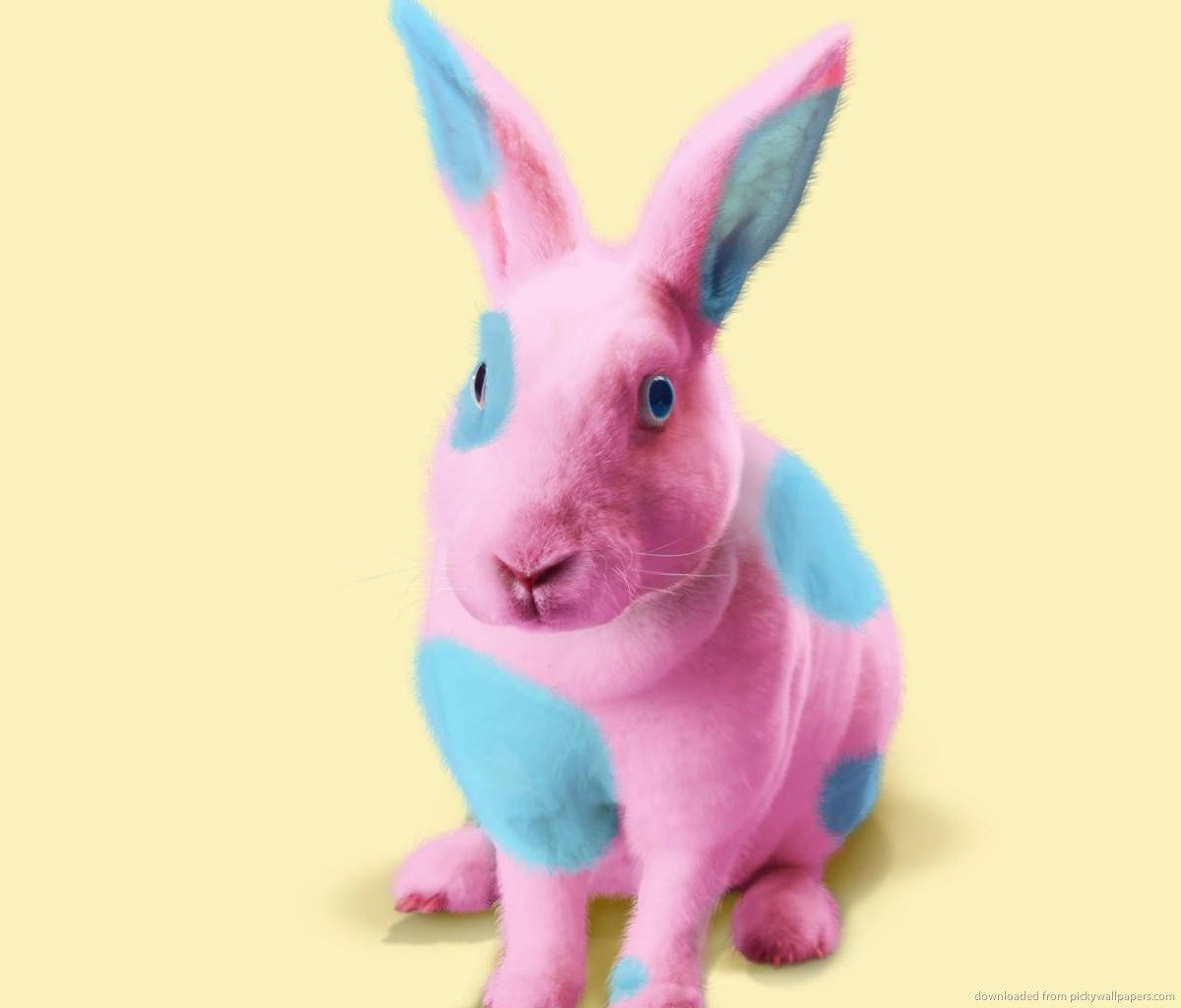 Pink And Blue Bunny