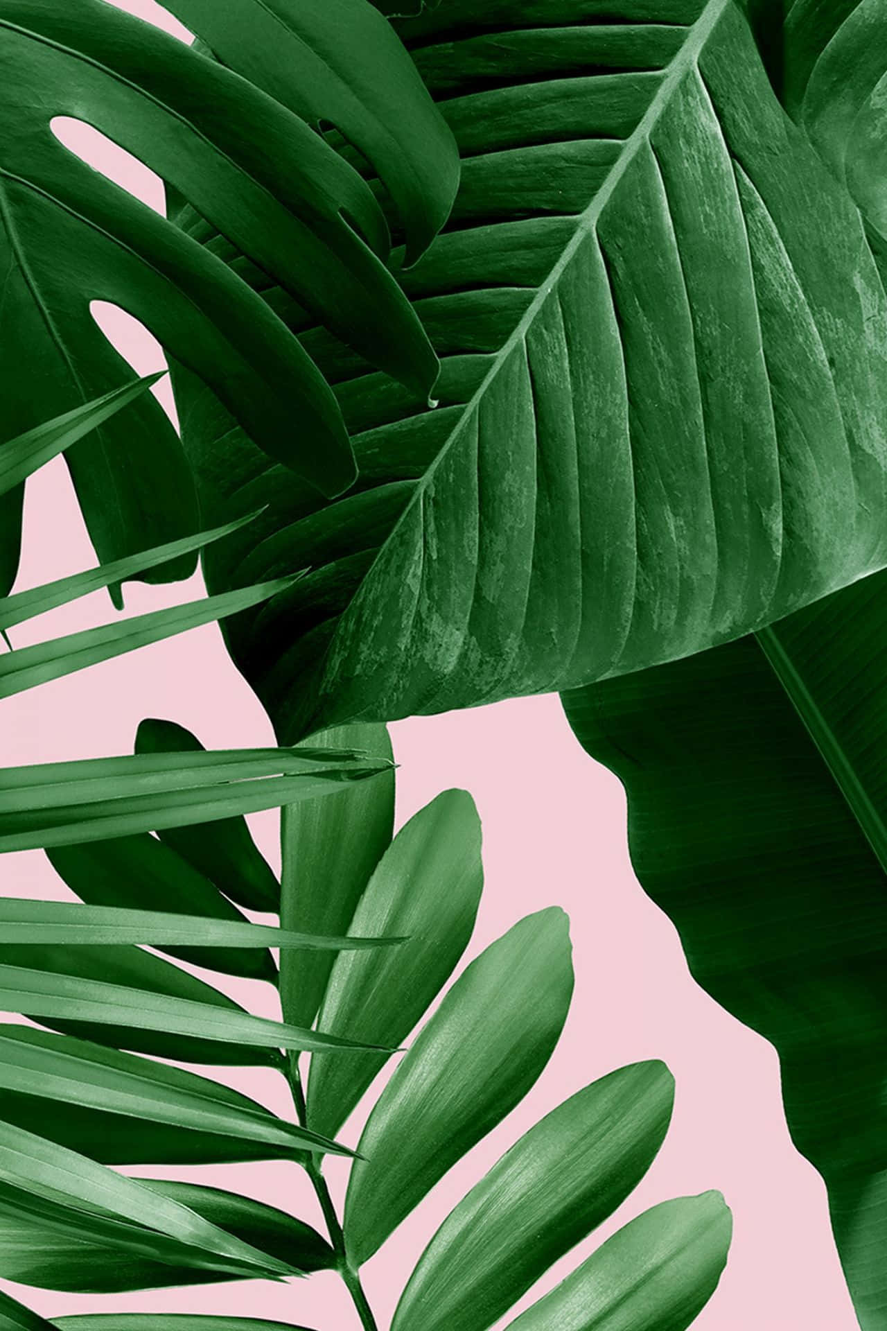 Tropical Leaves On A Pink Background Wallpaper