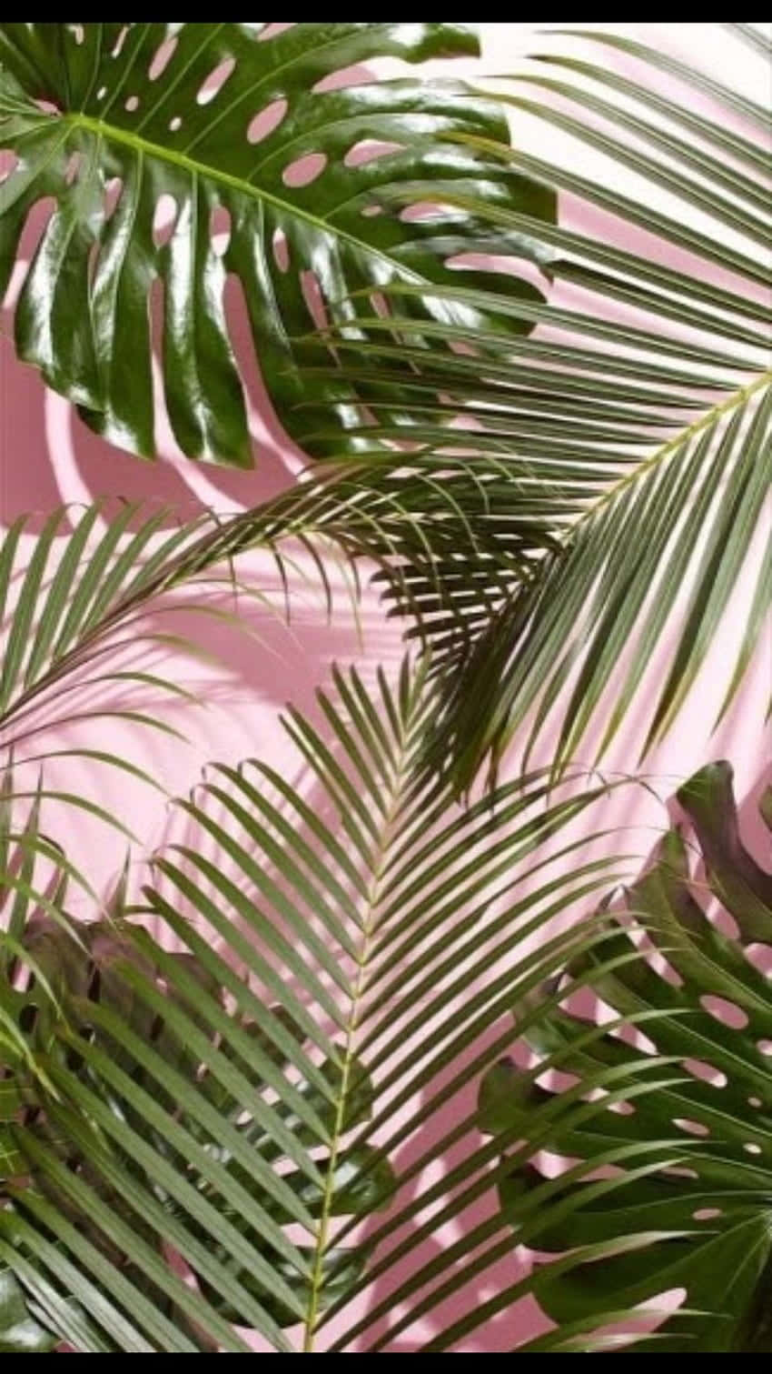 Pink And Green Background 850 X 1511 Background