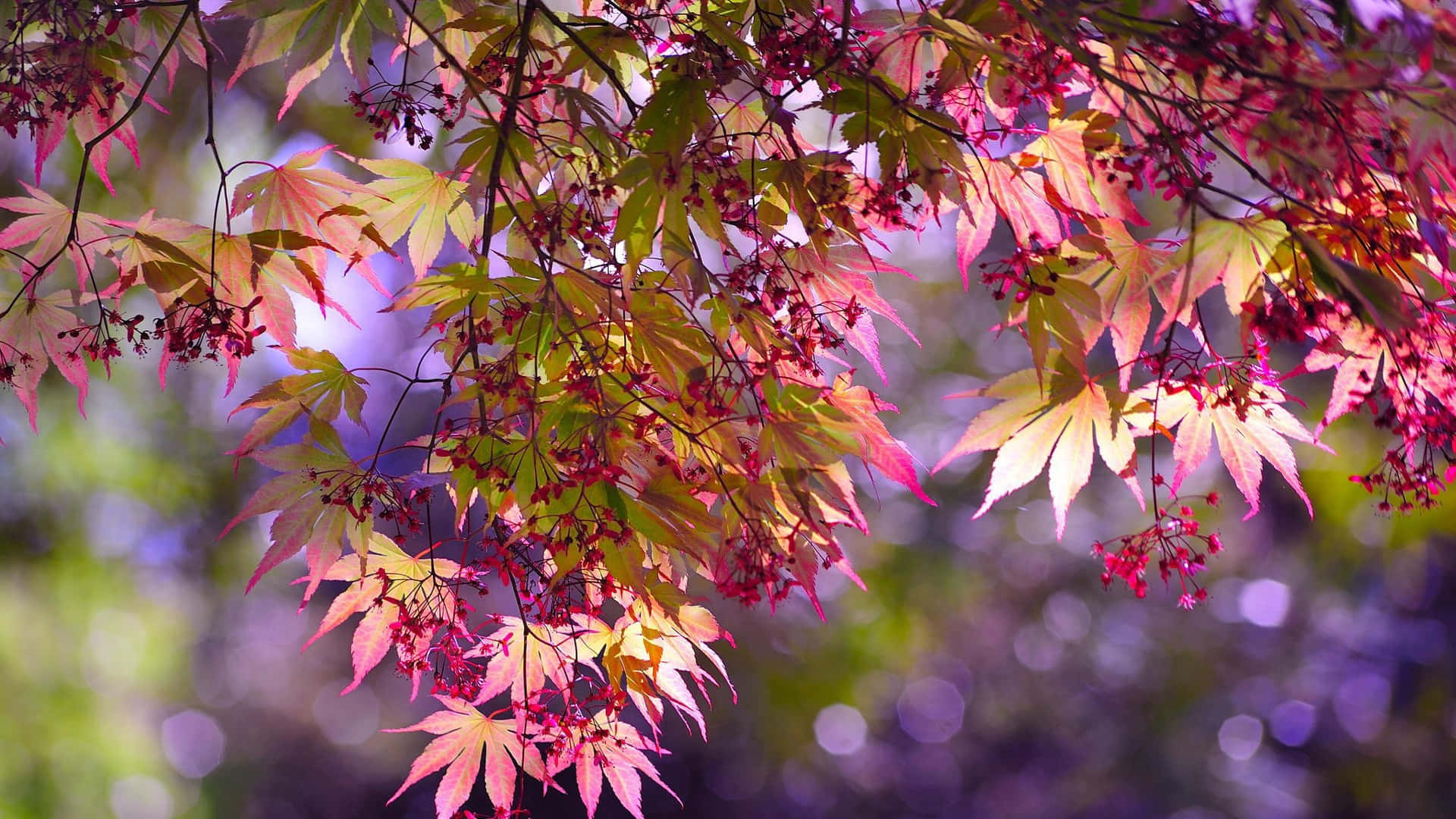 Pink And Green Background Autumn Leaves