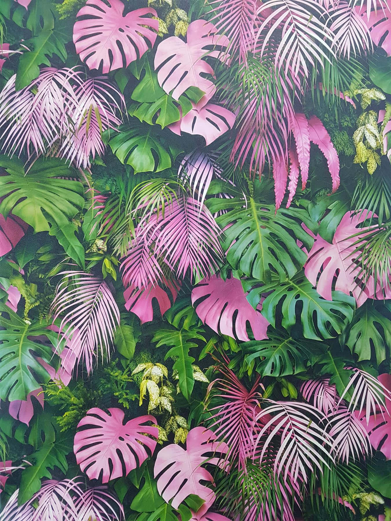 Pink And Green Background Monstera Fern