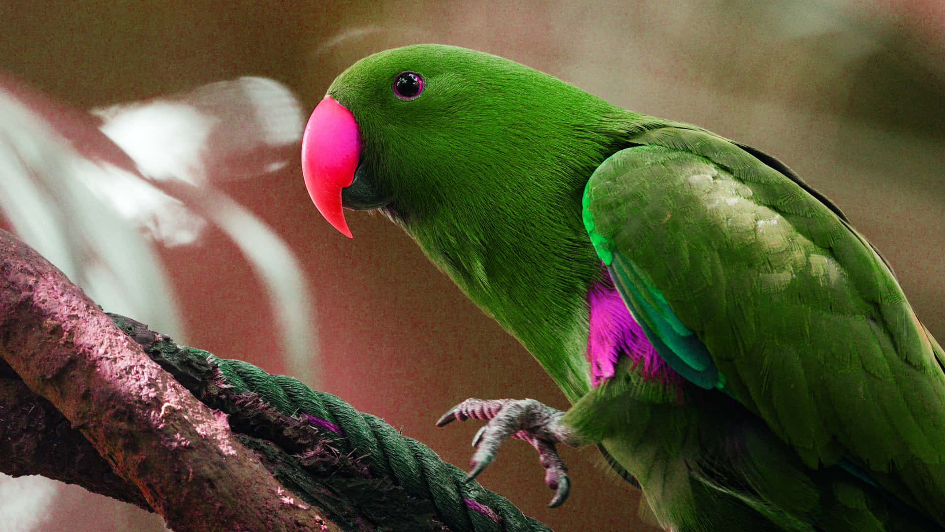 Download Pink And Green Parrot Wallpaper 