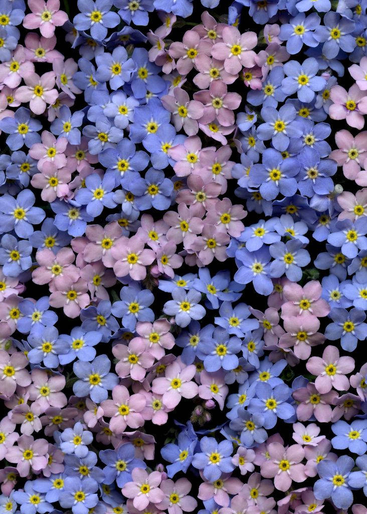 Pink And Lilac Forget Me Not Flowers Wallpaper