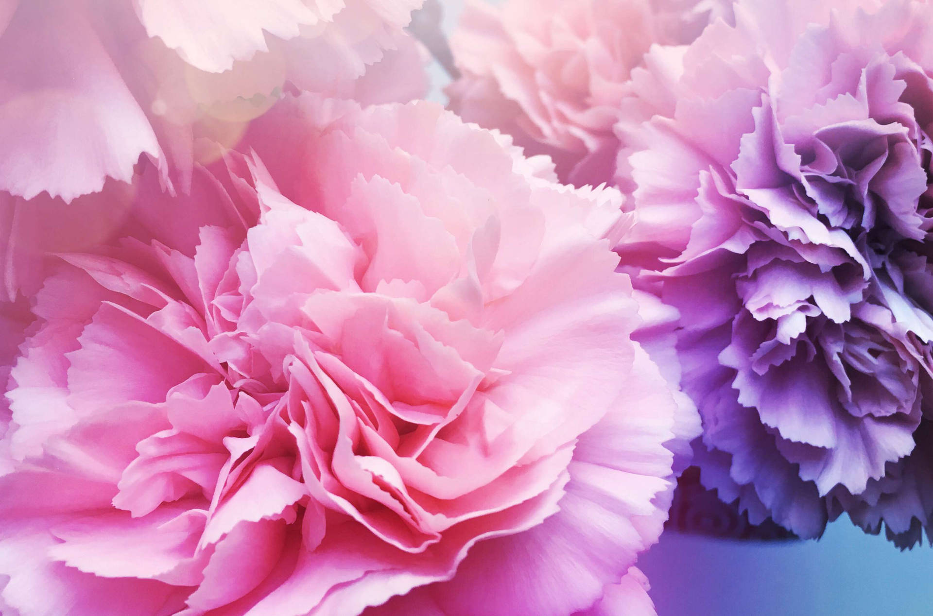 Pink And Purple Carnation Wallpaper