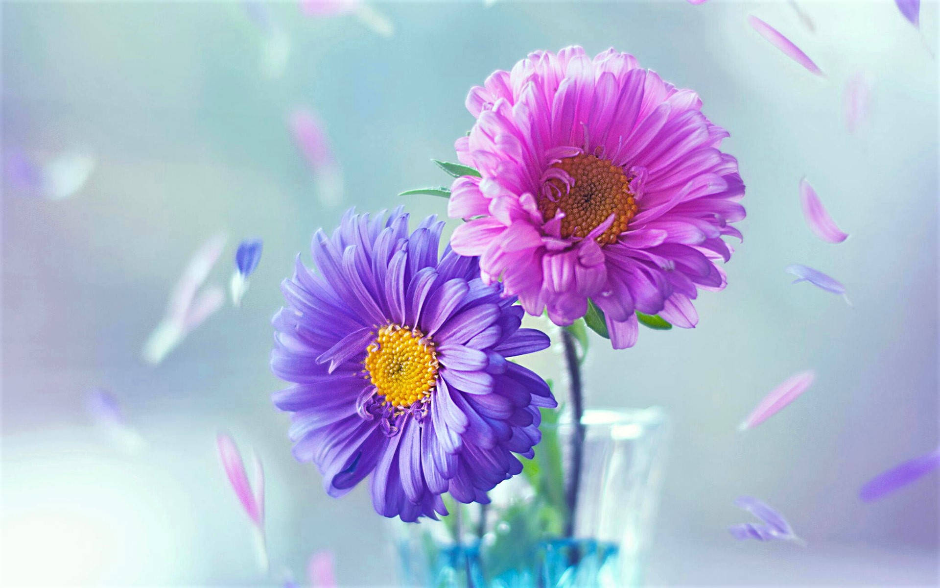 Pink And Purple Daisy Wallpaper