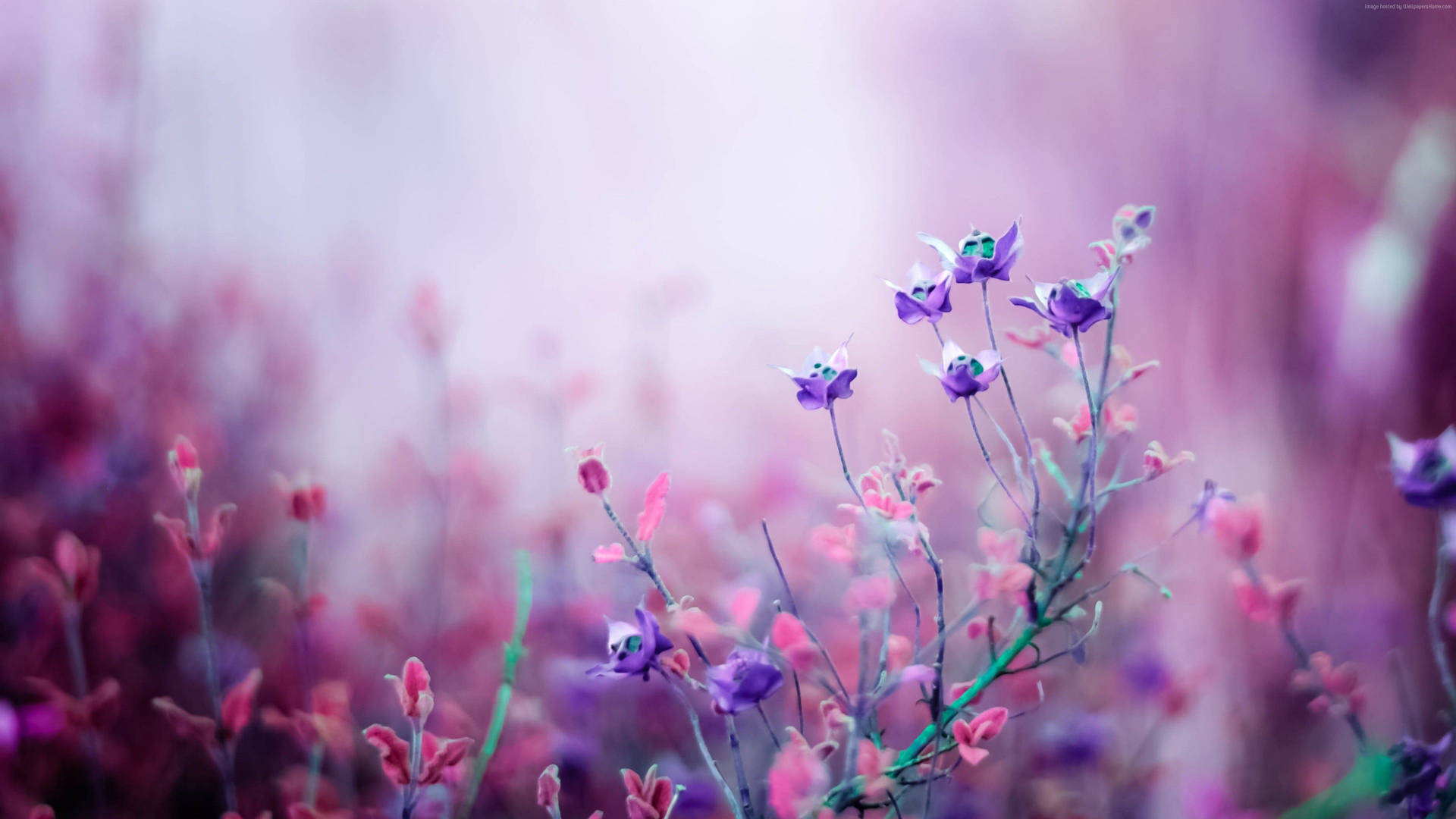 Pink And Purple Flower Wallpaper