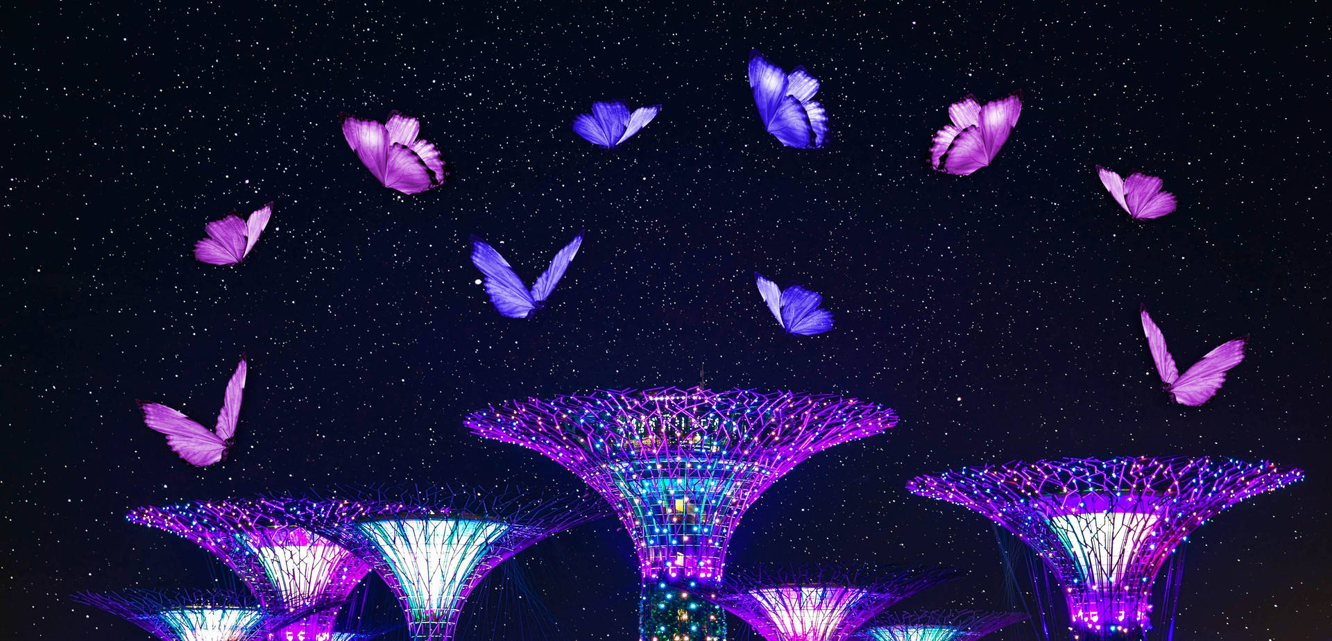 Pink And Purple Night Butterfly Wallpaper