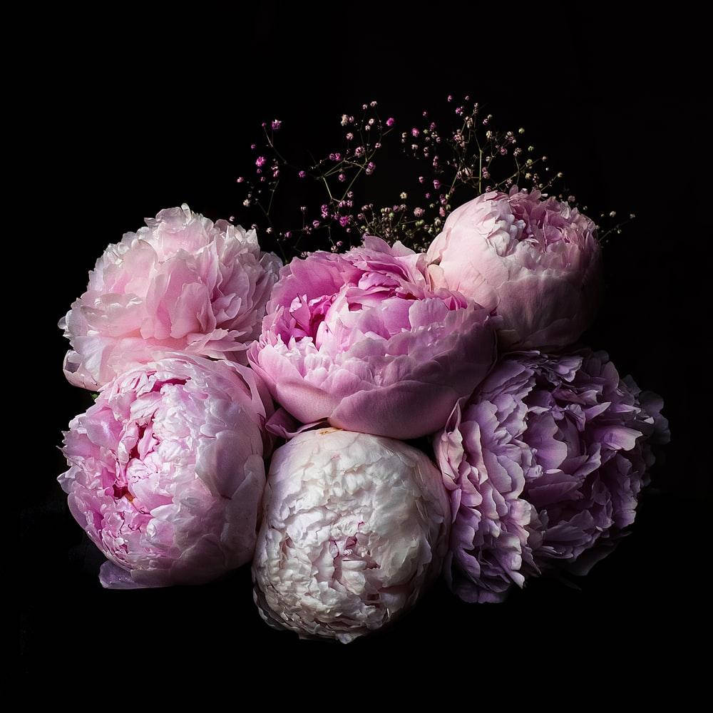 Pink And Purple Peony Flowers Wallpaper