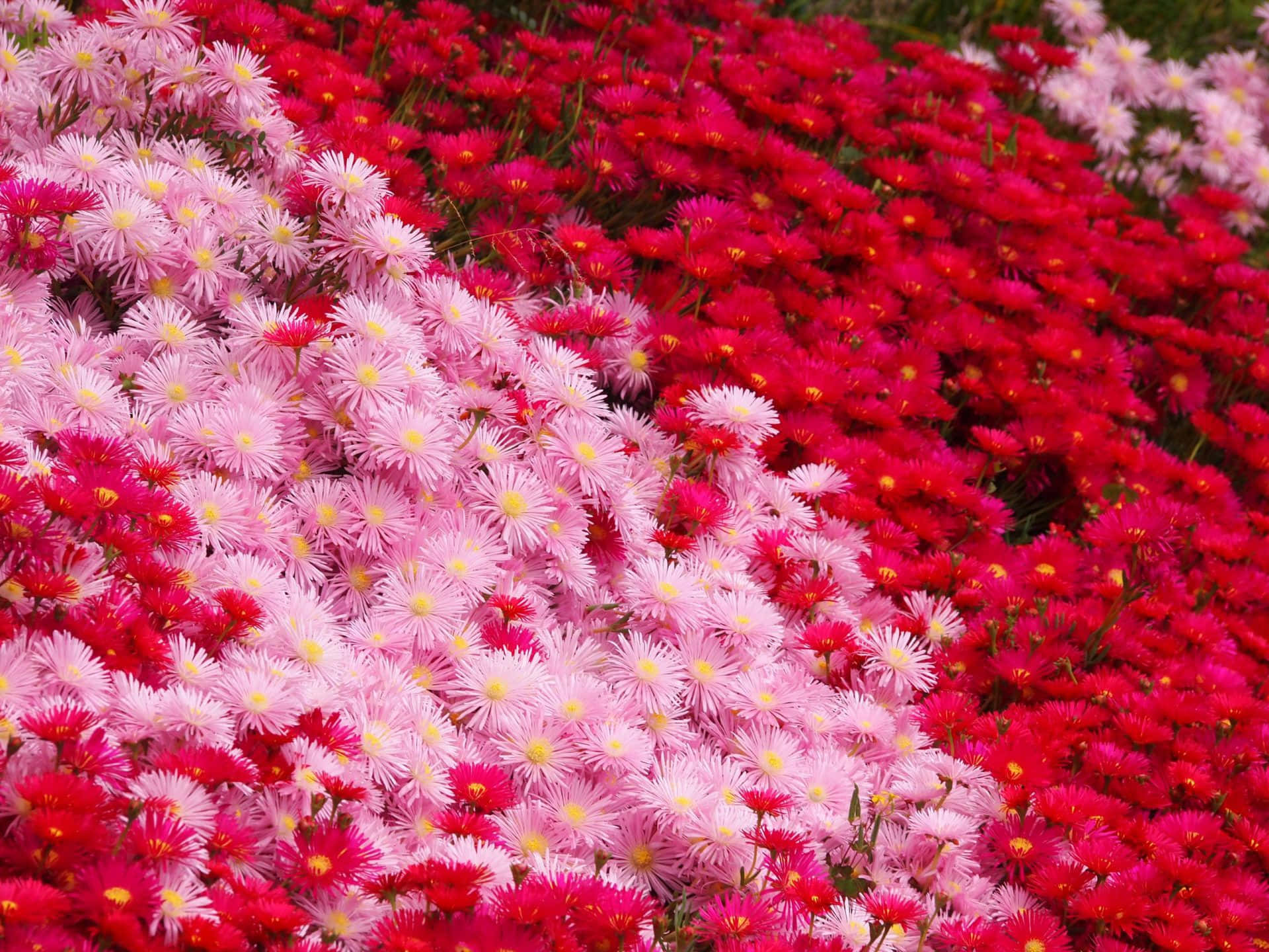 A Red And White Flower Bed