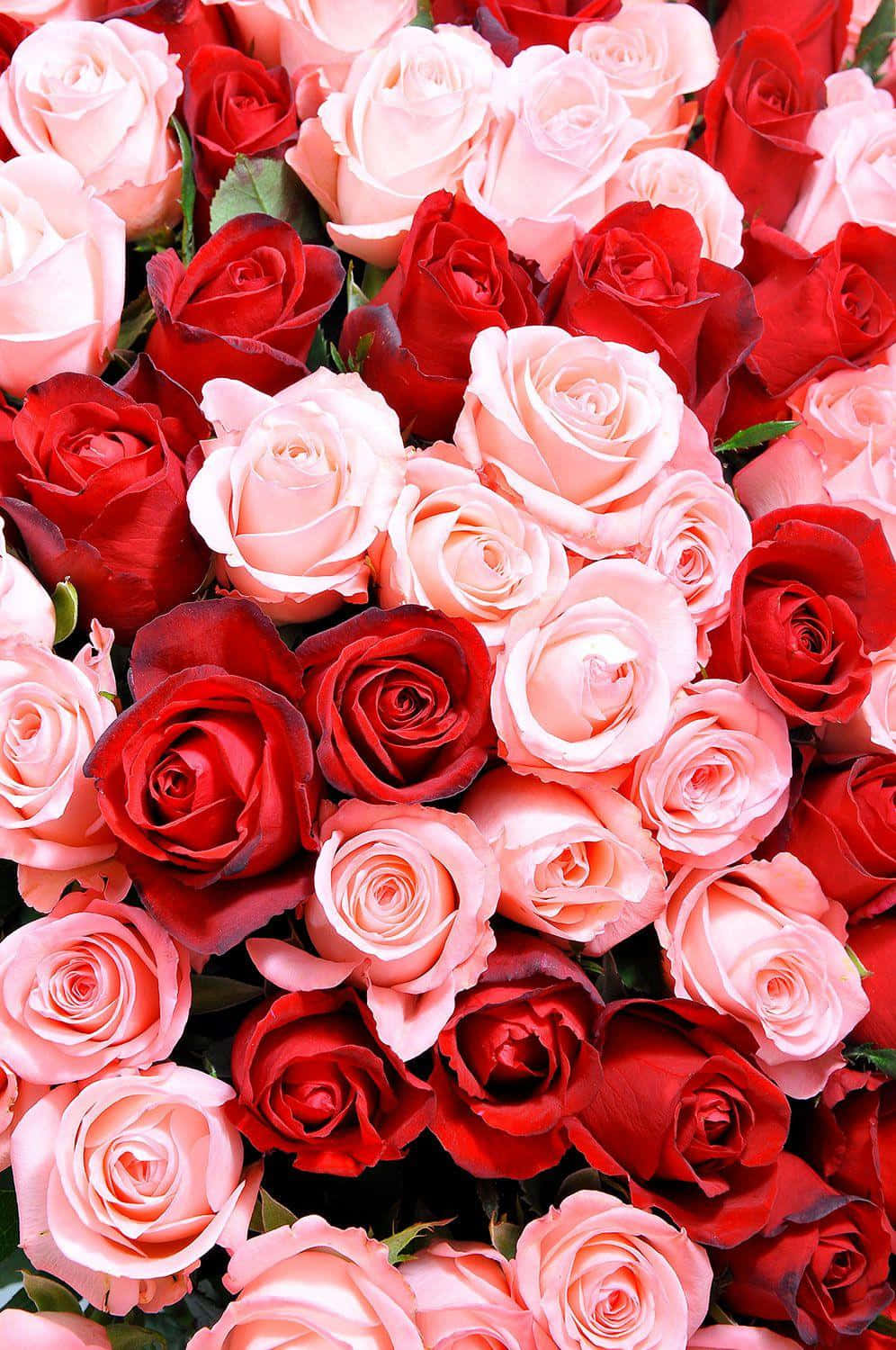 Unbellissimo Mix Di Rosso E Rosa Per Lo Sfondo Perfetto