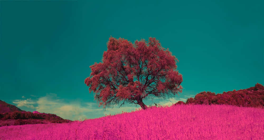 Pink And Teal Sky With A Tree - Wallpaper Wallpaper