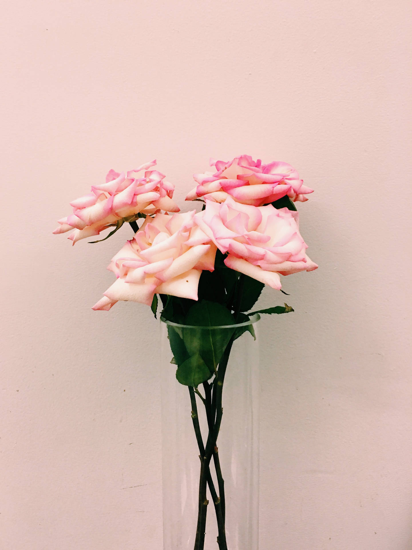 Unhermoso Paisaje De Flores Rosadas Y Blancas En Plena Floración Fondo de pantalla