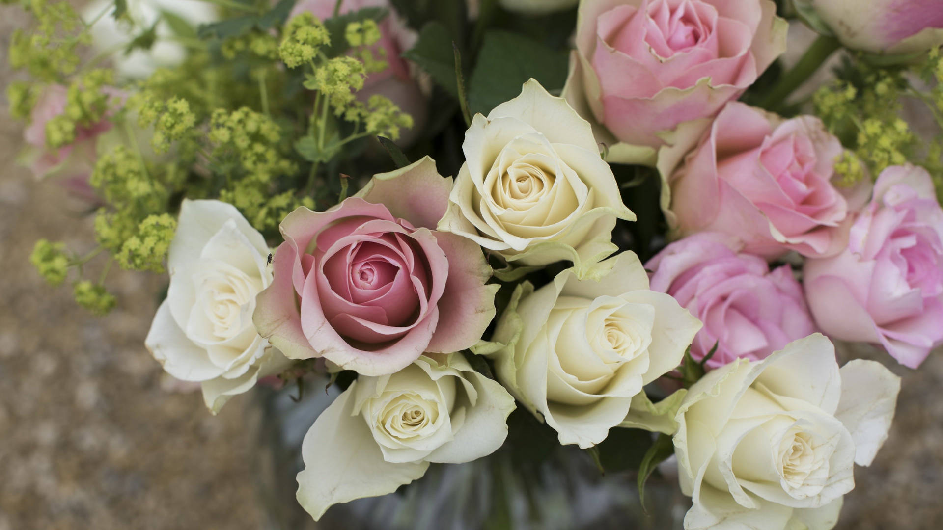 Rosesrosas Adorables En Color Rosa Y Blanco. Fondo de pantalla