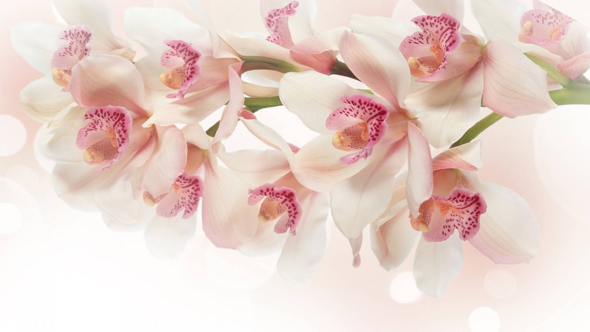 Orchideabarca Rosa E Bianca Sfondo