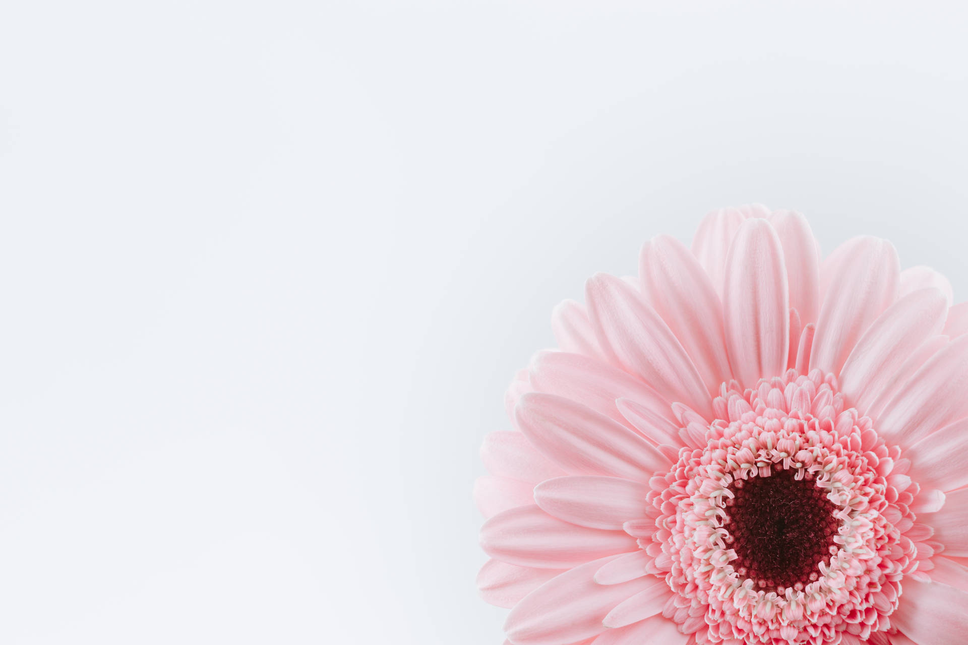 Pink And White Sunflower Wallpaper