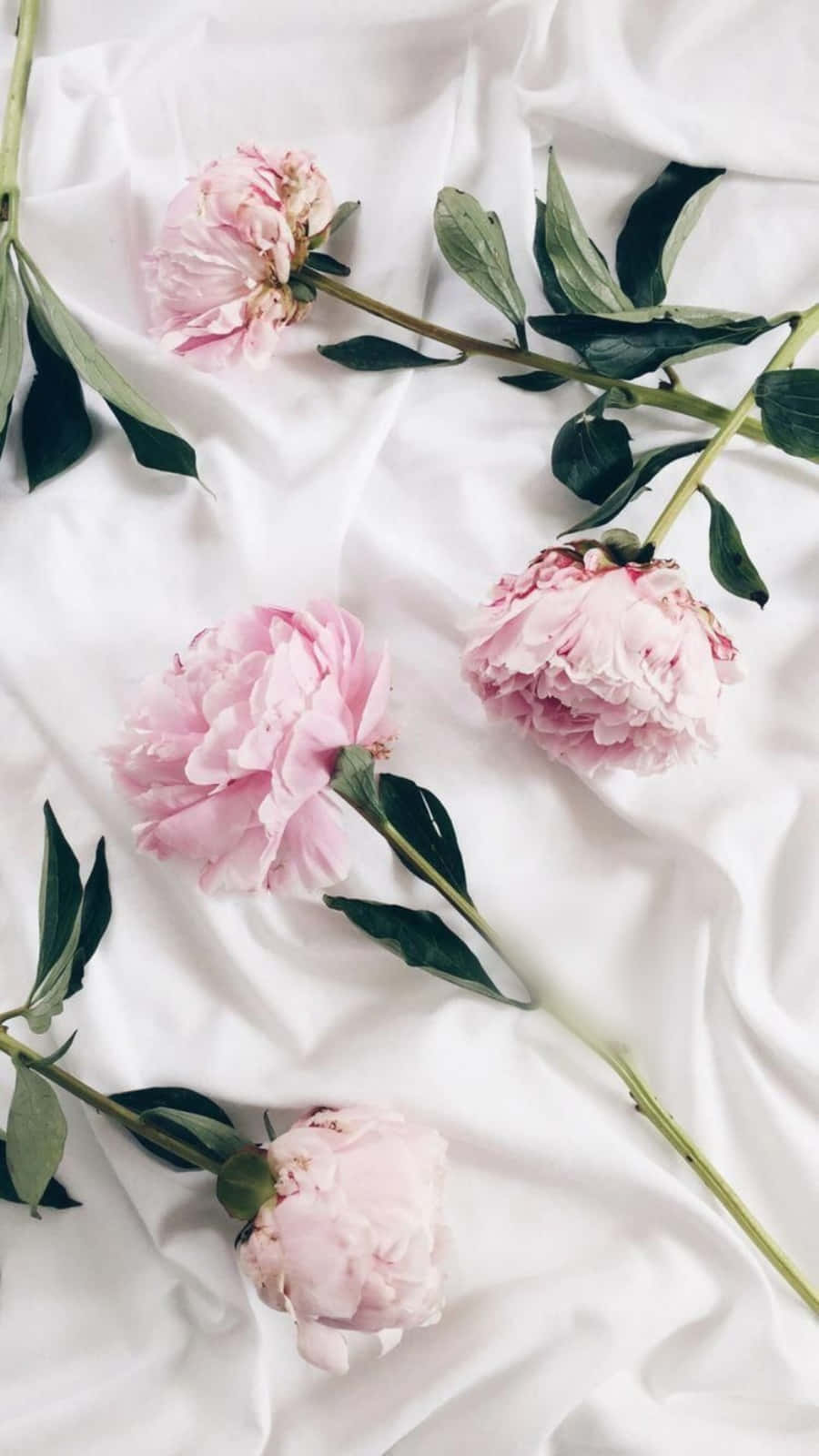 Åbn din indre kreativitet med dette smukke rosa og hvide æstetiske. Wallpaper
